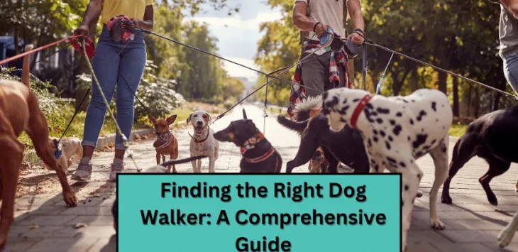 Encontrar el paseador de perros adecuado: una guía completa