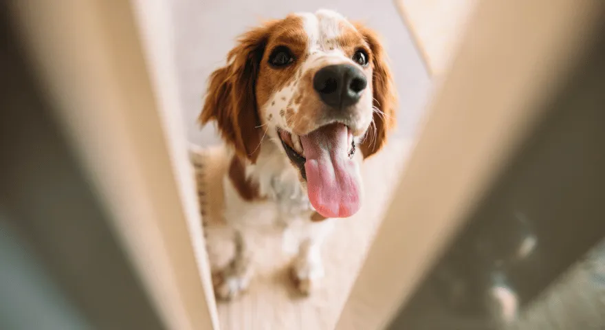 šuo stovi priešais duris