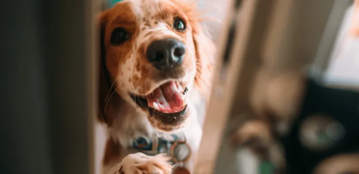 Cum să oprești un câine să zgârie o ușă