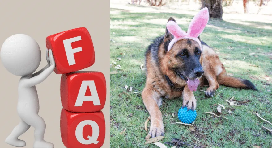 Často kladené otázky o tom, jak vytvořit na dvorku přívětivé otázky pro psy