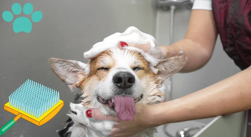 Administrer en hunds avlivingssesong