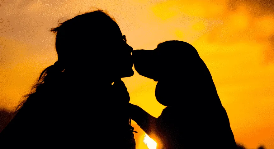 Кучетата не могат да бъдат сексуално привлечени от хората