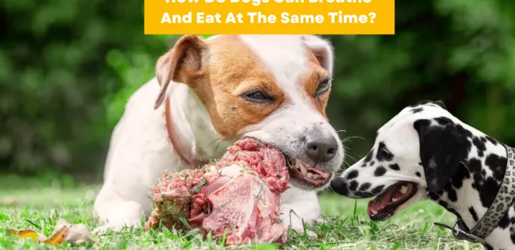 犬はどのようにして呼吸と食事を同時に行うのでしょうか?