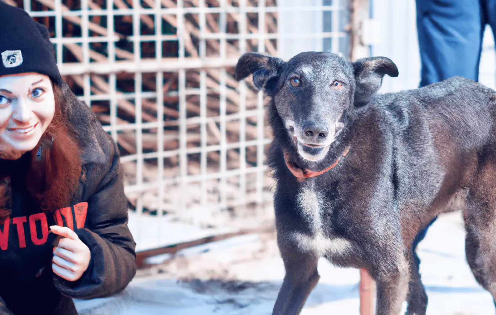 uw hond zit in het asiel