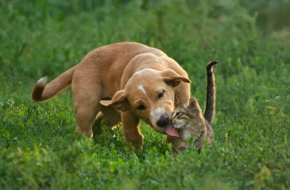 Jak sprawić, by mój pies przestał lizać moje koty' title='Jak sprawić, by mój pies przestał lizać moje koty