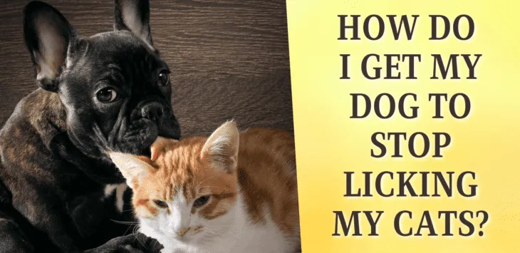 Jak sprawić, by mój pies przestał lizać moje koty