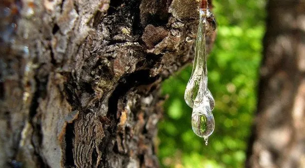 Πώς να βγάλετε το χυμό από τη γούνα του σκύλου