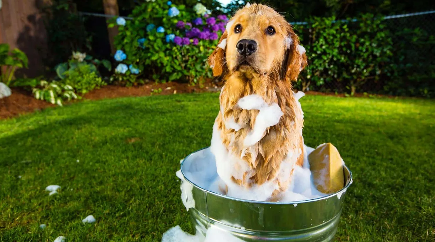 Hogyan akadályozhatom meg a Golden Retrieverem szagát?