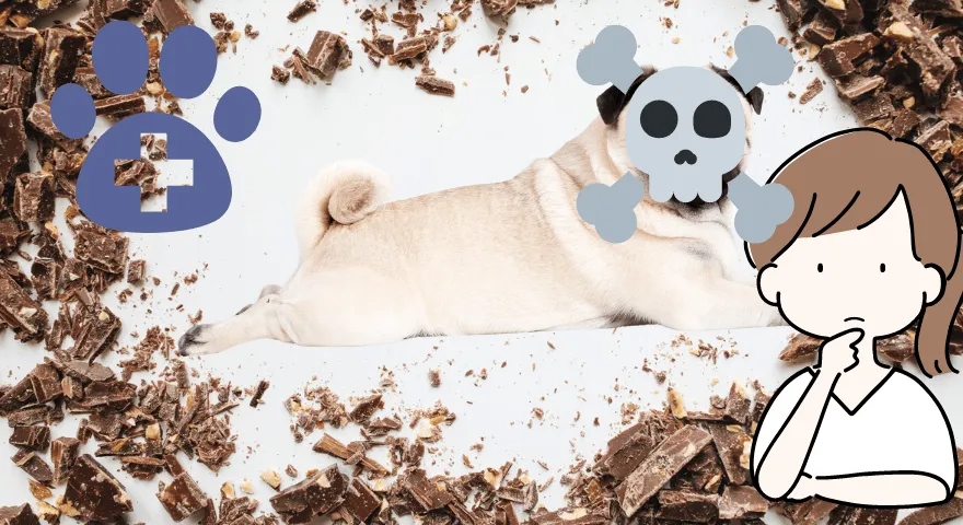 Ile czekolady zabije psa