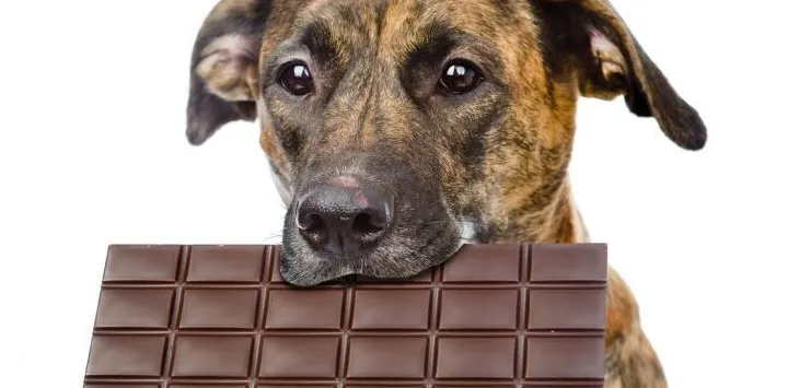 Kui palju šokolaadi tapab koera
