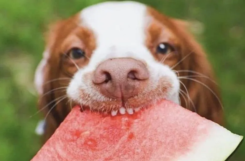 Вредна ли е динята за кучета