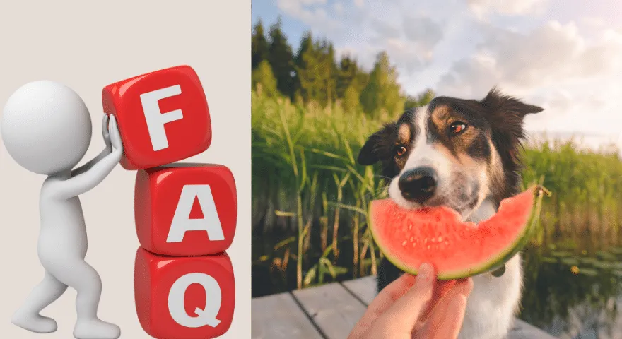 Вредна ли е динята за кучета