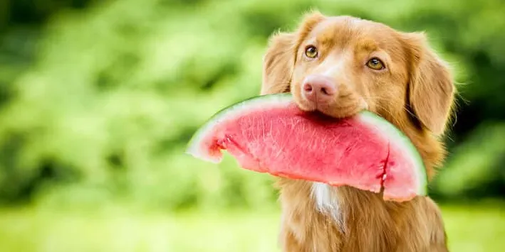 Вредна ли е динята за кучета?