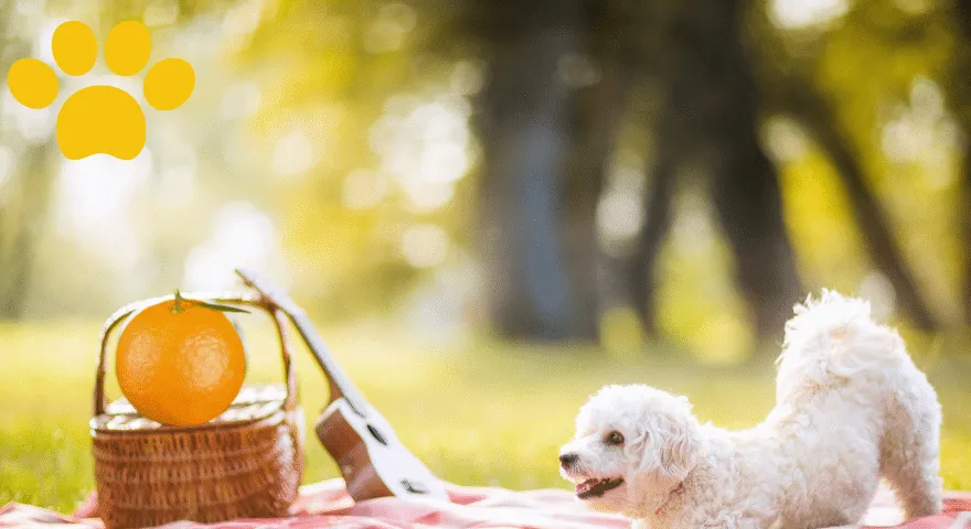 Dürfen Hunde Orangen essen?