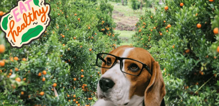 Dürfen Hunde Orangen essen?