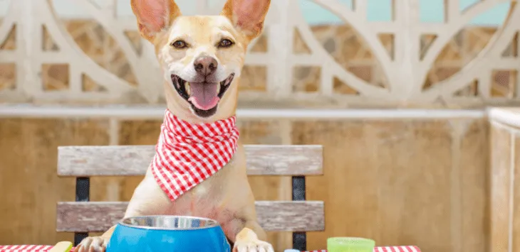 Millise inimtoiduga saan oma diabeetilist koera toita