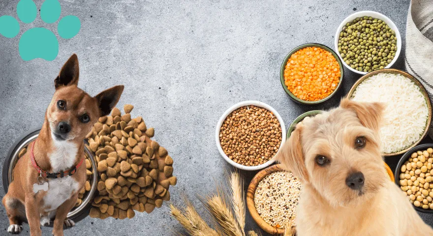 穀物不使用の犬の食事に切り替える