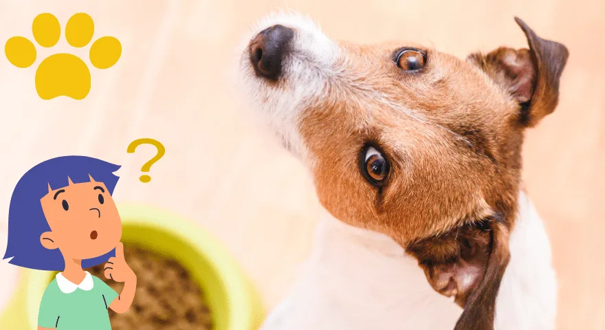 Często zadawane pytania Zmień karmę dla szczeniąt na karmę dla dorosłych psów