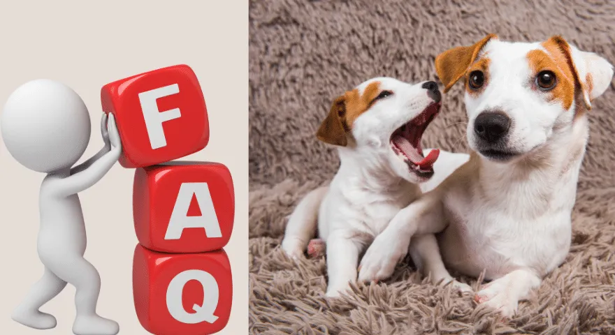 Często zadawane pytania Zmień karmę dla szczeniąt na karmę dla dorosłych psów