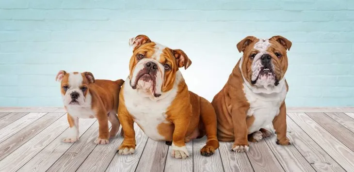 Kiedy i jak przejść z karmy dla szczeniąt na karmę dla dorosłych psów