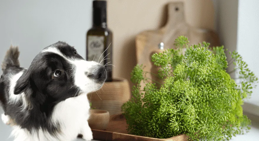 Ползи за здравето на копър за кучета