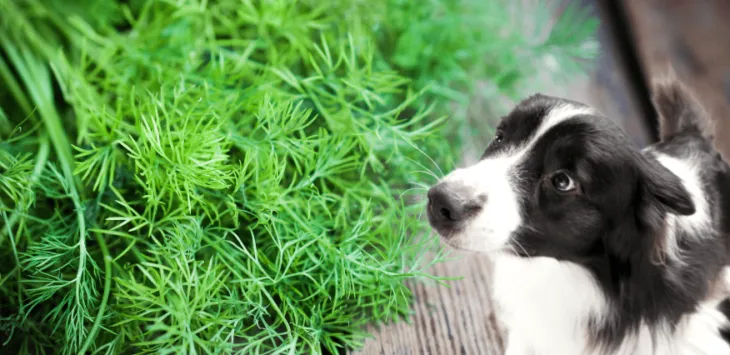 Ali lahko psi jedo koper?