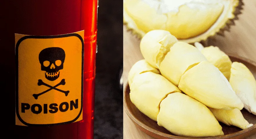 Ilość duriana jest bezpieczna dla psów