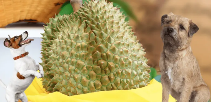 Czy psy mogą jeść duriana?