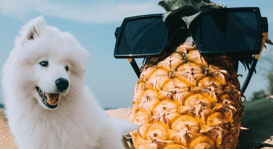 Hunde können und sollten Ananas genießen
