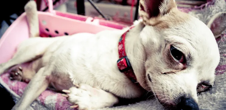 Welke voedingsmiddelen honden kunnen doden