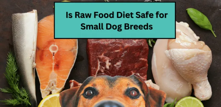 Czy dieta surowej żywności jest bezpieczna dla małych ras psów?