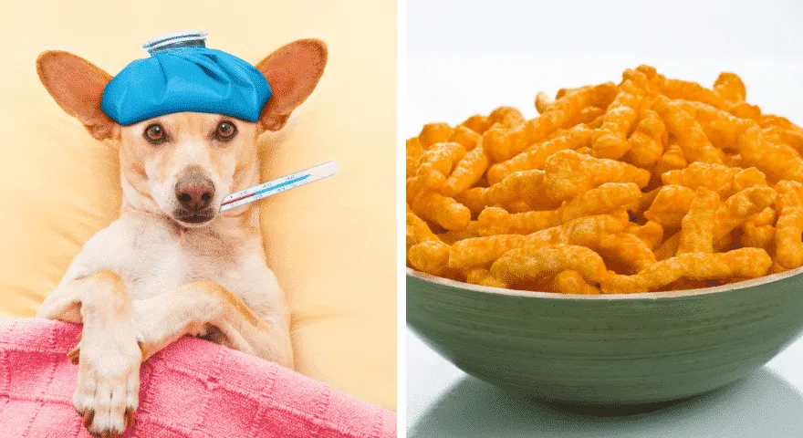 Kaj se zgodi s psi, ki jedo Cheetos