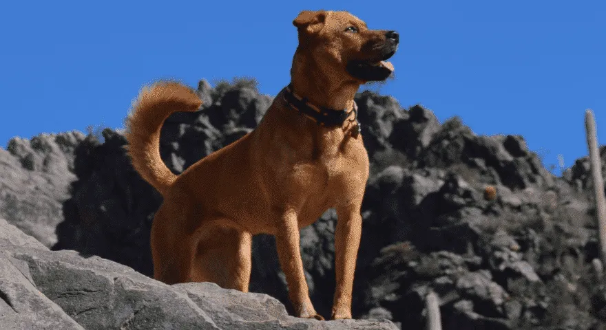 Heatlyh pies na skale' title='Czy psy mogą jeść kaczkę?