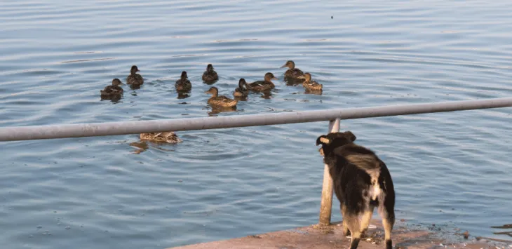 Czy psy mogą jeść kaczkę?