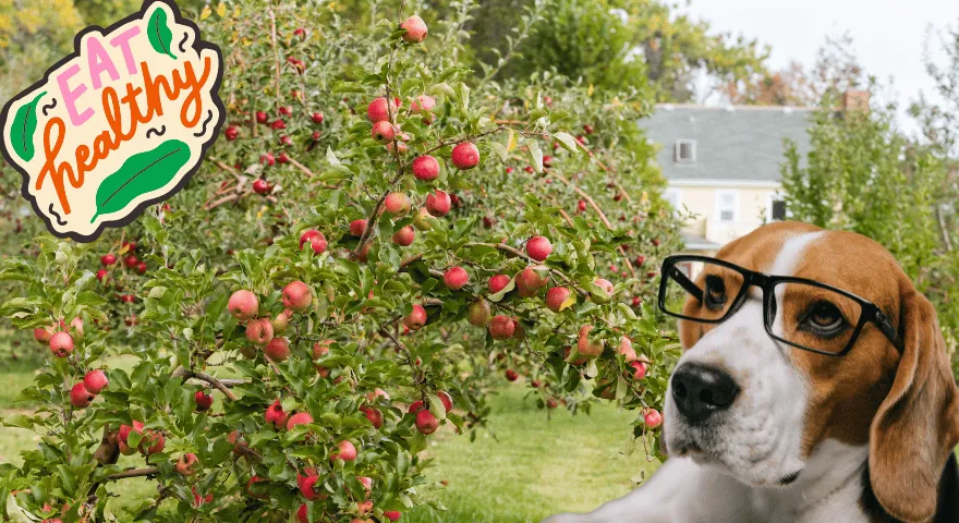 Kuidas koerad õuntest kasu saavad