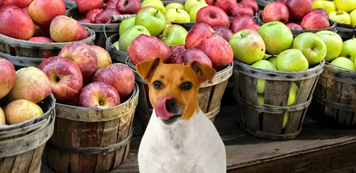 犬はリンゴを食べてもいいのでしょうか？