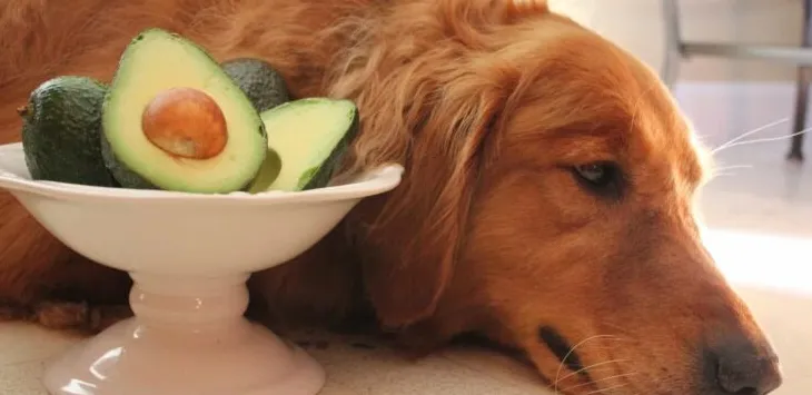 האם אבוקדו טוב לכלבים?