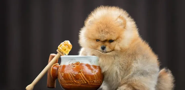 Mogu li psi jesti med?