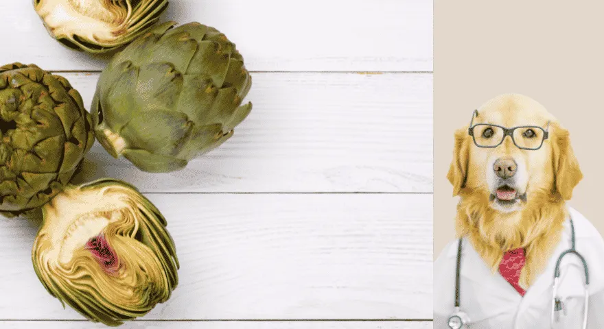 Hranjive tvari u artičokama