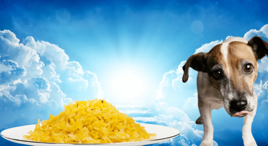 Nie podawaj za dużo żółtego ryżu