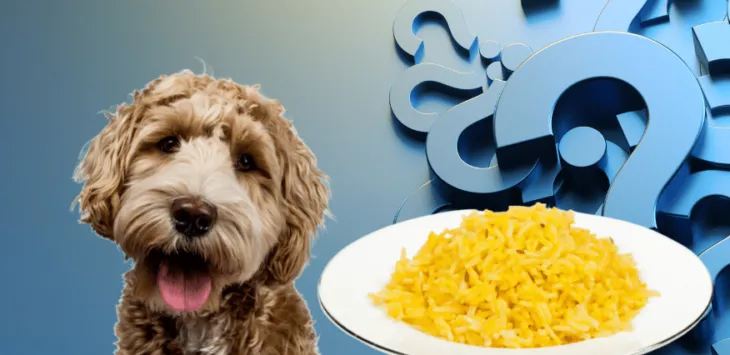 Могу ли пси јести жути пиринач?