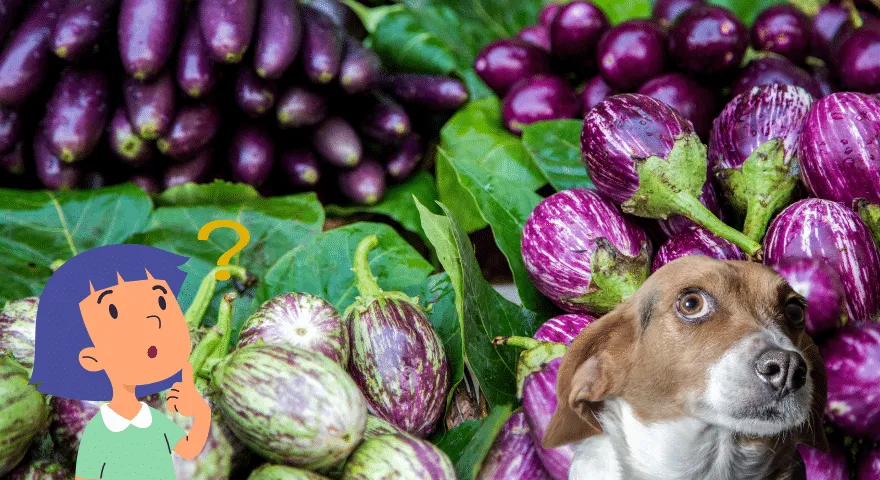 Rodzaj bakłażana jest bezpieczny dla psów