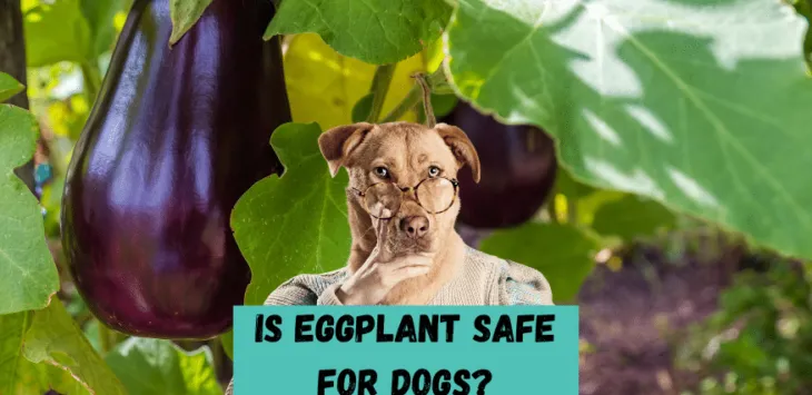 Is aubergine veilig voor honden?