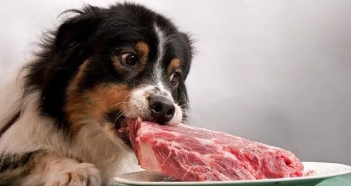 on naudanliha turvallista koirille