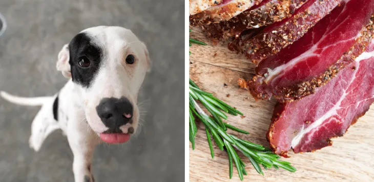 Mogu li psi jesti sirovu govedinu?