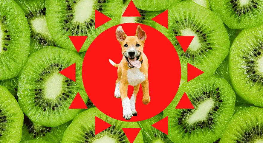 애완동물에게 잘 익은 키위만 먹이세요