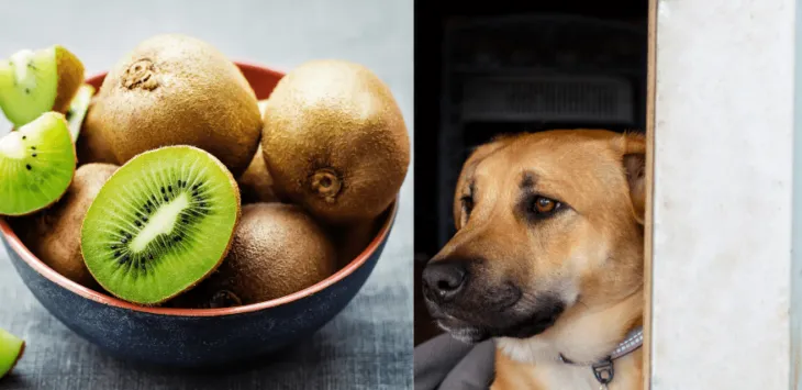 개는 키위를 먹을 수 있습니까? 개를 위한 키위 완전 가이드