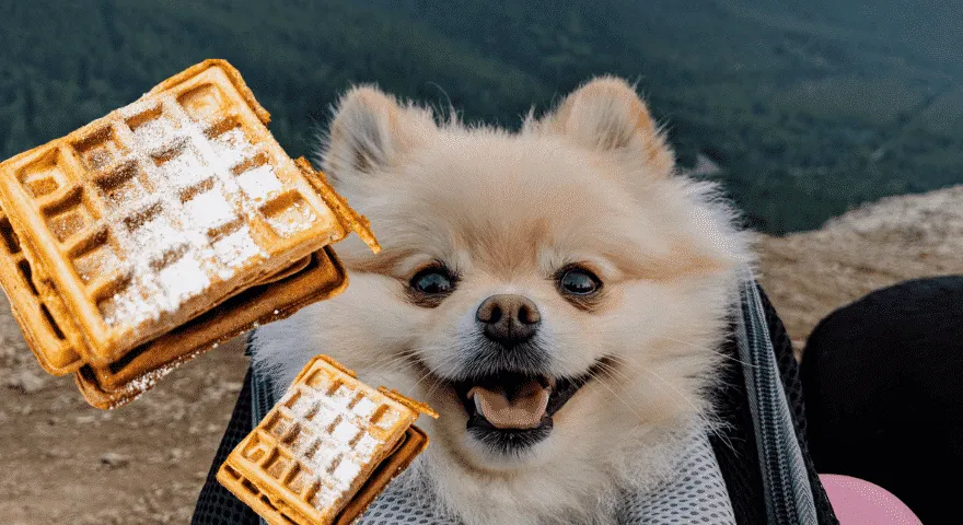 Czy gofry z masłem są bezpieczne dla psów?