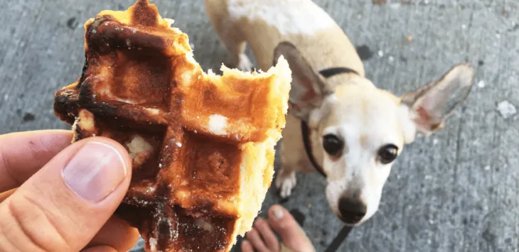 犬はワッフルを食べても大丈夫？