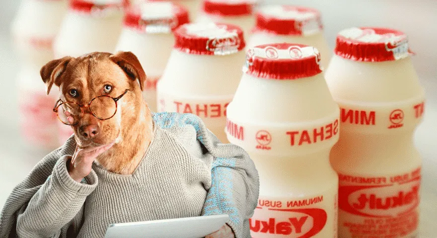 Pitäisikö minun antaa Yakult koiralleni